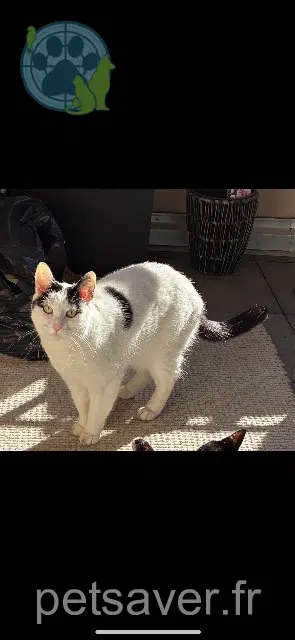 chat lost   57330 Hettange-Grande Ulysse