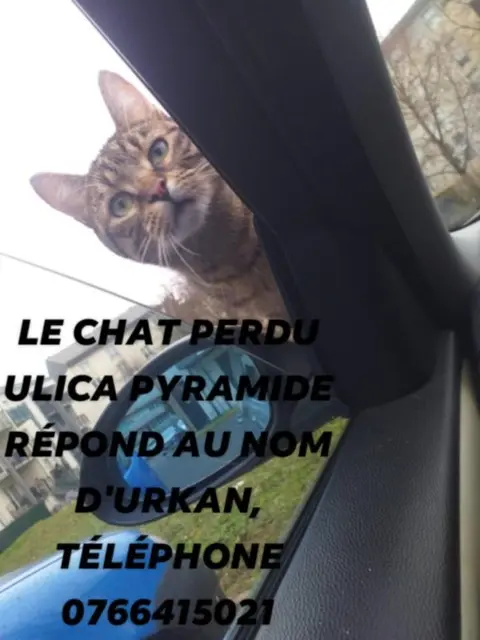 chat lost   57100 Thionville urkan