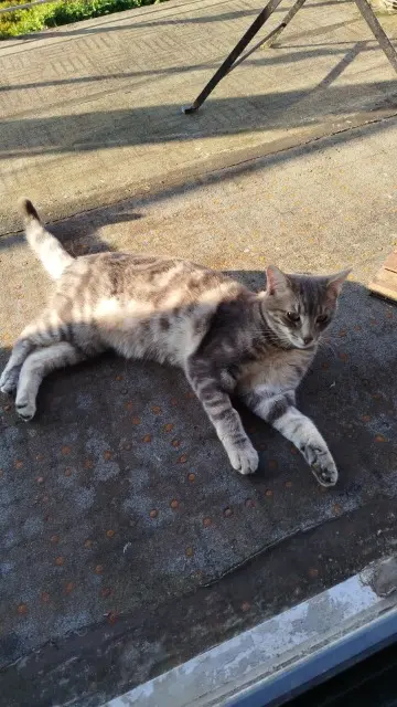 chat lost   57480 Sierck-les-Bains Voltaire