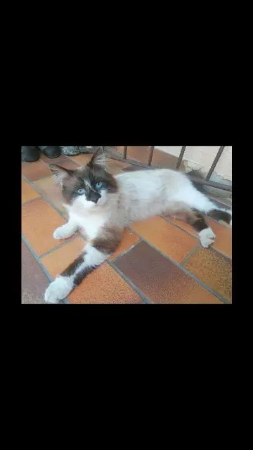 chat lost   57470 Hombourg-Haut Woody