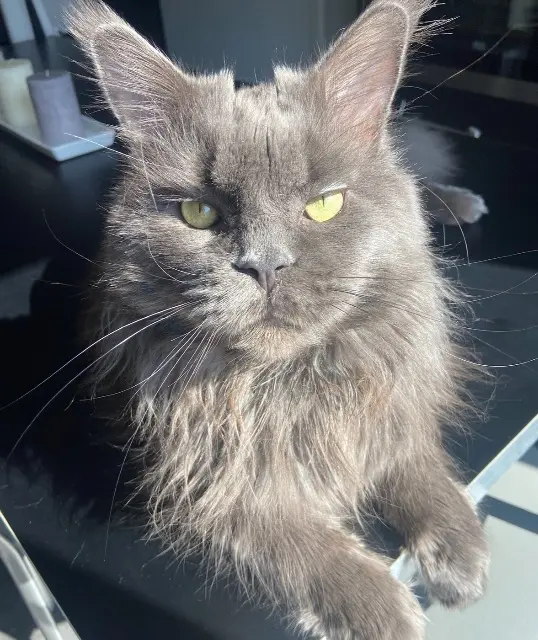 kater vermist 57190 Florange Xénon kater lost 57190 Florange Xénon