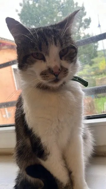 chat lost   57250 Moyeuvre-Grande Yugi