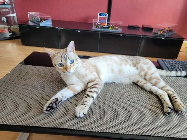 chat lost   57290 Fameck Yuzu