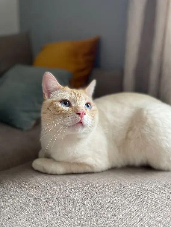 Chat Perdu 57 Moselle Chat Perdu 57 Moselle