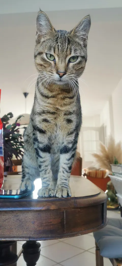 Chat Perdu 57 Moselle Chat Perdu 57 Moselle