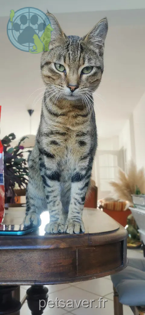Chat Perdu 57 Moselle Chat Perdu 57 Moselle