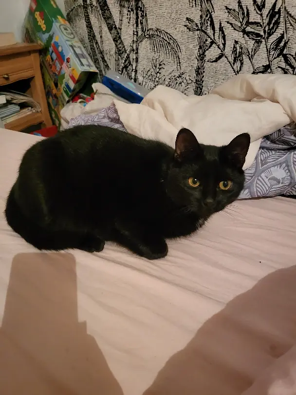 gatto perso 6 Rue d'Essin 57500 Saint-Avold gatto lost 6 Rue d'Essin 57500 Saint-Avold