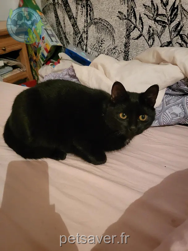 gato perdido 6 Rue d'Essin 57500 Saint-Avold gato lost 6 Rue d'Essin 57500 Saint-Avold