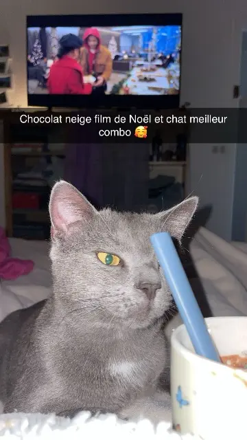 chat lost   58260 La Machine BOB
