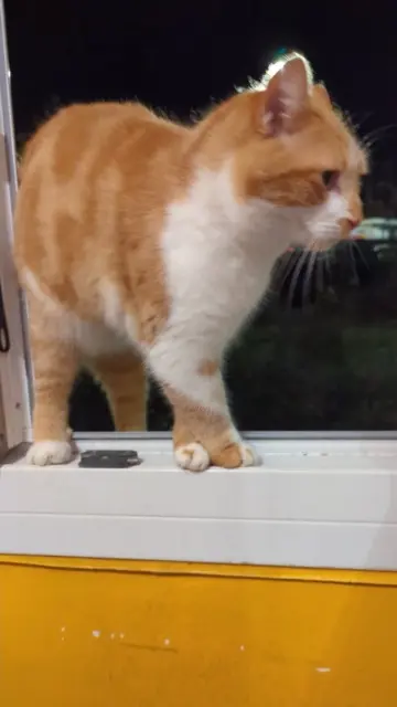 chat lost   58000 Nevers Bébé Chou