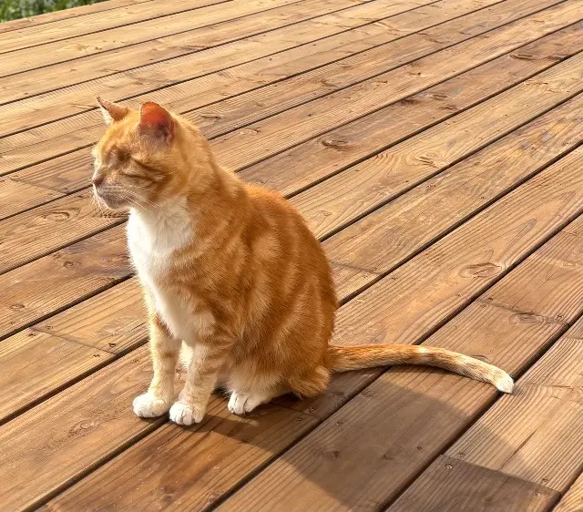 chat lost   58140 Lormes Caramel