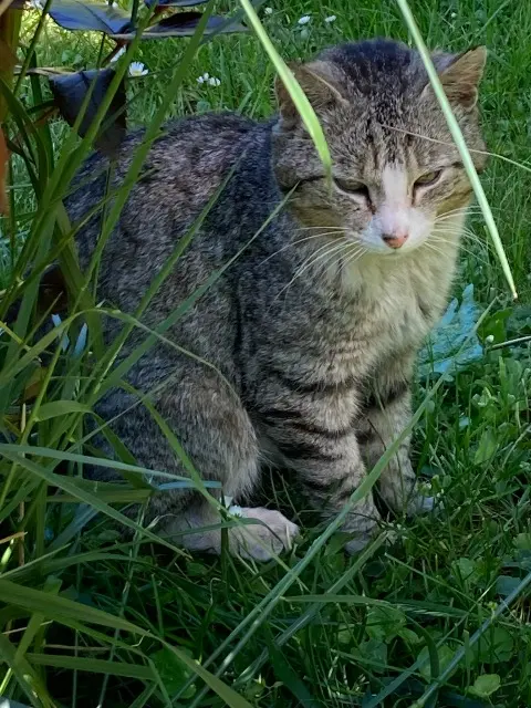 chat lost   58600 Fourchambault CHAUSSETTE