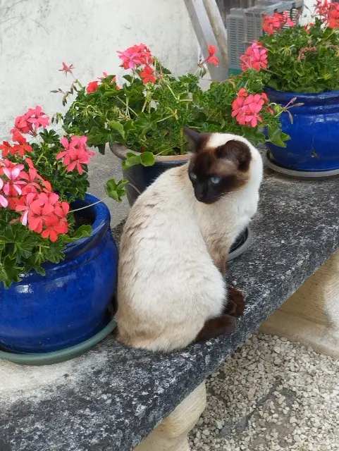 chat lost   58800 Sardy-lès-Épiry Crevette