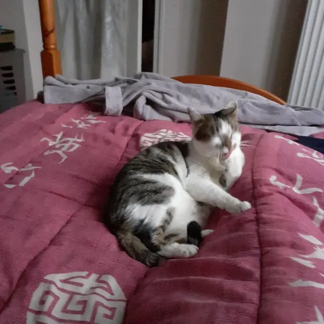 chat lost   58290 Moulins-Engilbert Felix