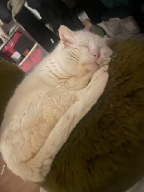 chat lost   58000 Nevers Foufou
