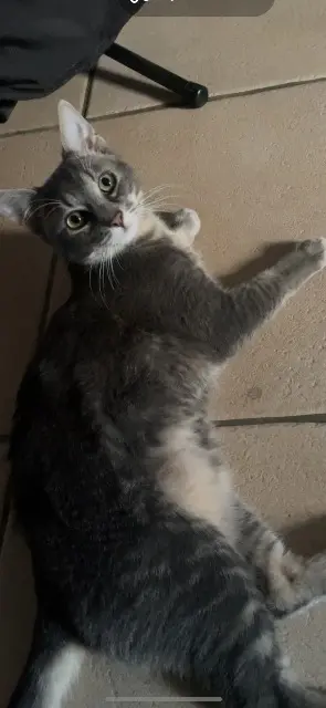 chat lost   58660 Coulanges-lès-Nevers Gribouille