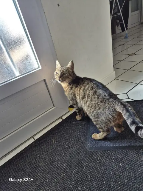 chat lost   58640 Varennes-Vauzelles Hiro