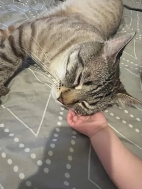 chat lost   58200 Cosne-Cours-sur-Loire Joy