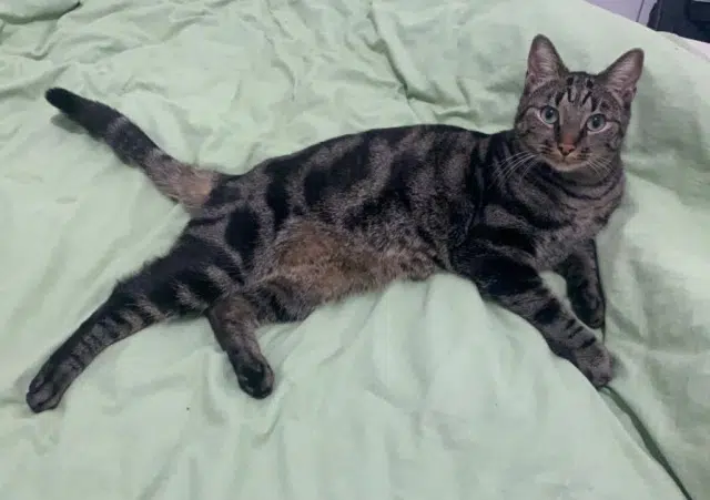 chat lost   58260 La Machine Julius