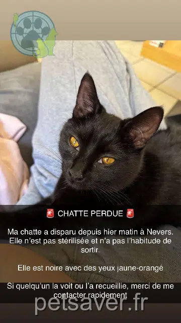 cat lost   58000 Nevers Kina