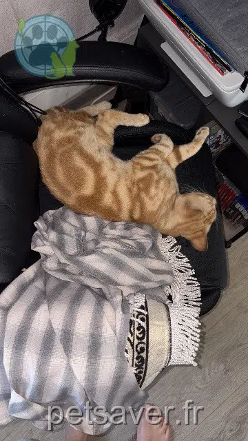Kater lost   58160 Imphy Mufasa