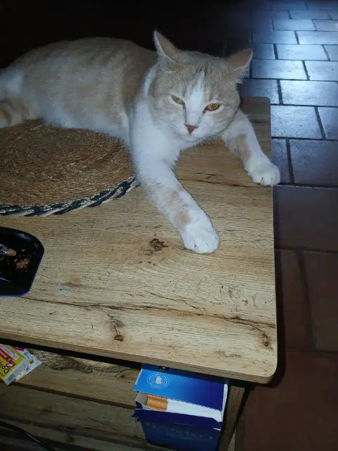 chat lost   58160 Imphy Or