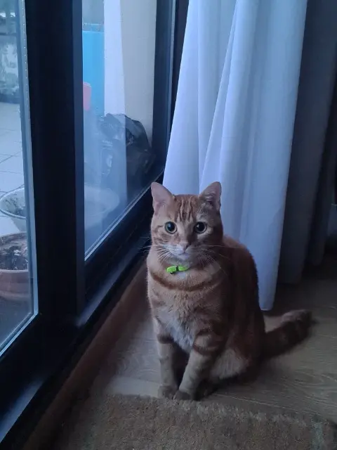 chat lost   58320 Pougues-les-Eaux Oural