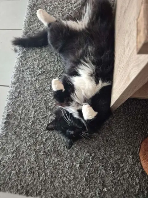 chat lost   58000 Sermoise-sur-Loire Pablo