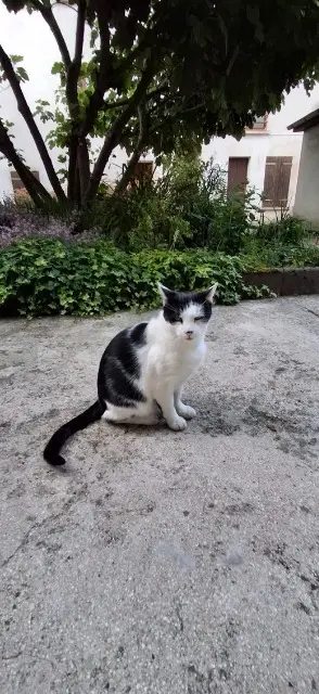 chat lost   58640 Varennes-Vauzelles Pistache