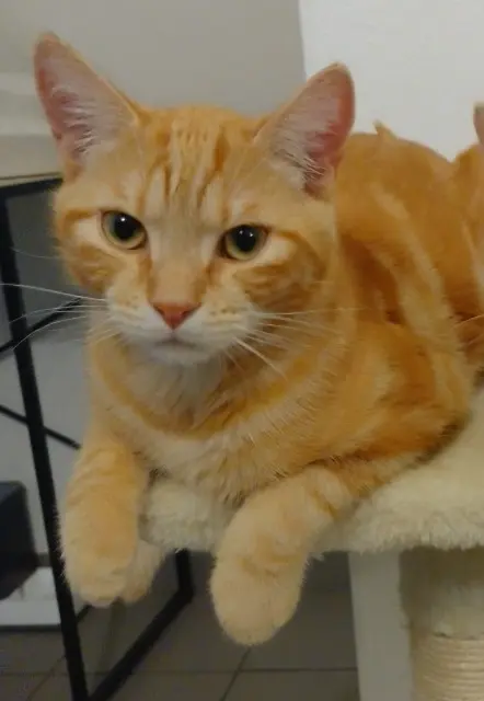 chat lost   58000 Nevers Pokémon