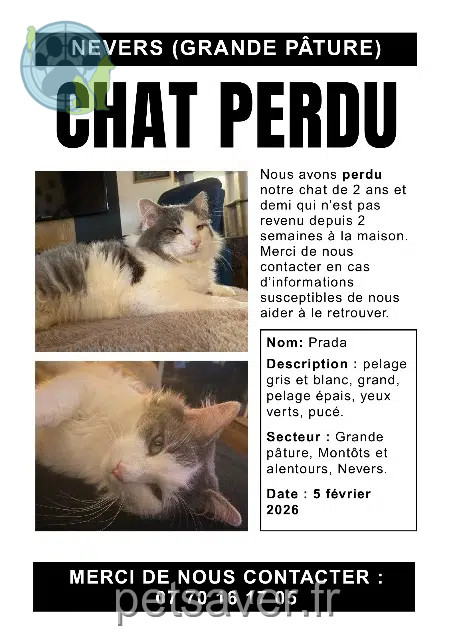 Kater vermisst 58000 Nevers Prada Kater lost 58000 Nevers Prada