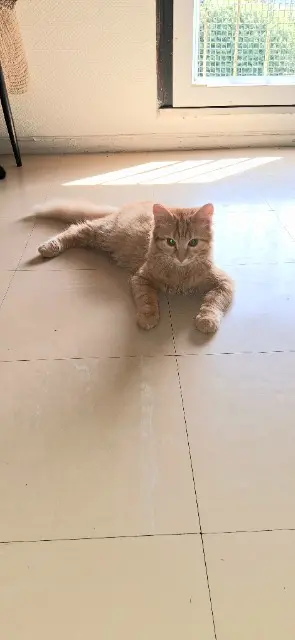 chat lost   58500 Clamecy Rio