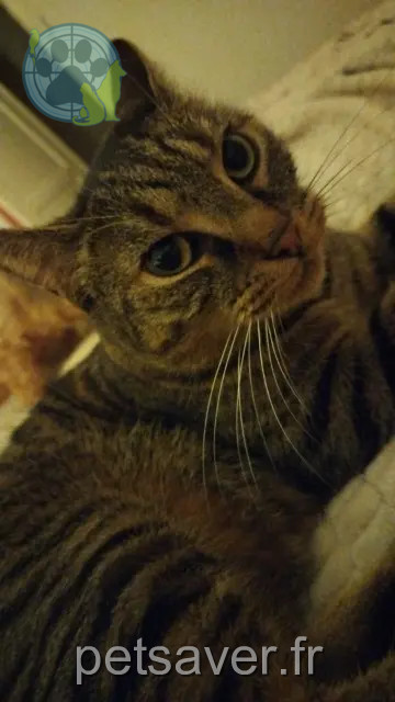 gato perdido 58160 Sauvigny-les-Bois Rocket gato lost 58160 Sauvigny-les-Bois Rocket