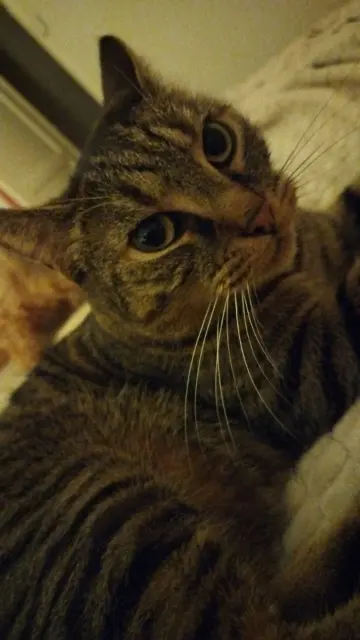 chat lost   58160 Sauvigny-les-Bois Rocket