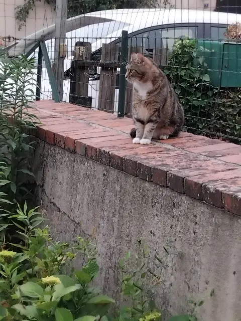 chat lost   58660 Coulanges-lès-Nevers Tadebois