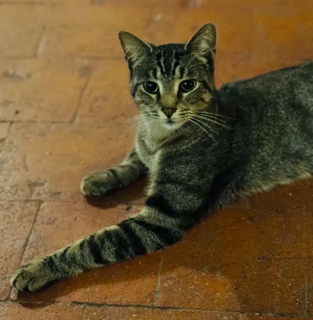 chat lost   58530 Brèves Tao