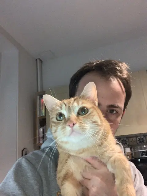 chat lost   58000 Nevers Toulouse