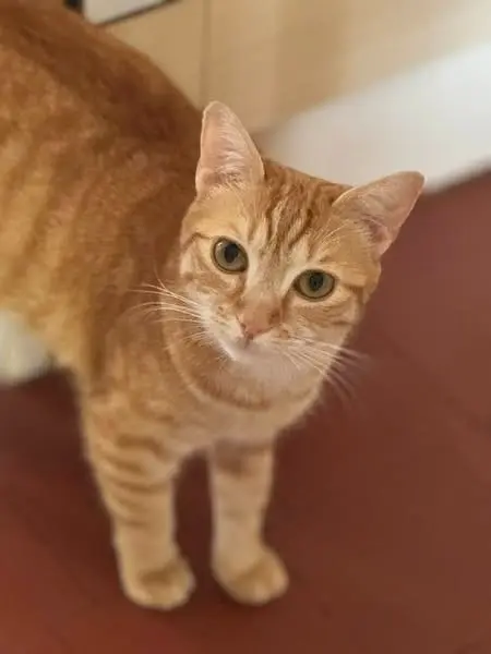 chat lost   58000 Nevers Toulouse