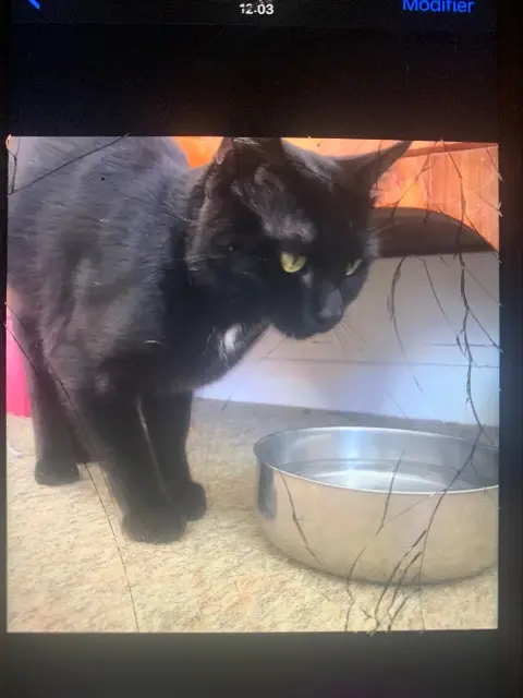 chat lost   58140 Gâcogne Ulysse