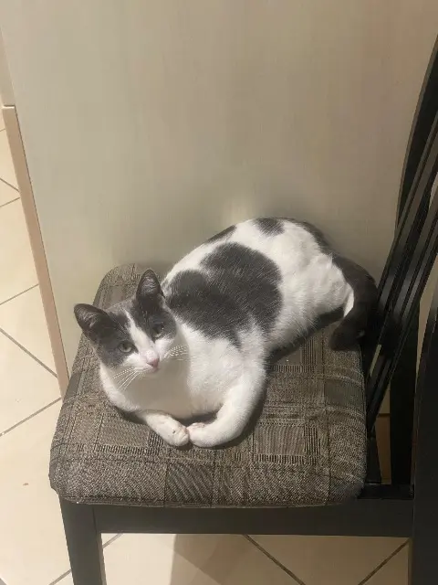 chat perdu 58160 Druy-Parigny Una chat lost 58160 Druy-Parigny Una