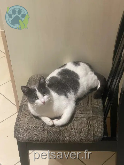 chat perdu 58160 Druy-Parigny Una chat lost 58160 Druy-Parigny Una