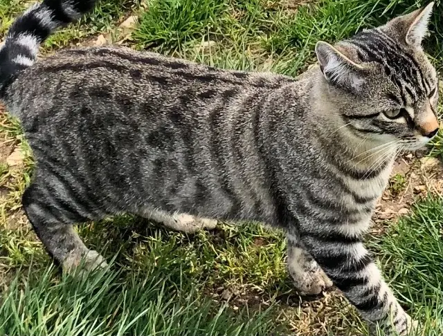 chat lost   58200 Saint-Père Vaska