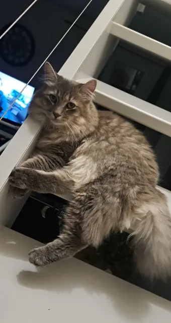 chat lost   58130 Urzy Willow