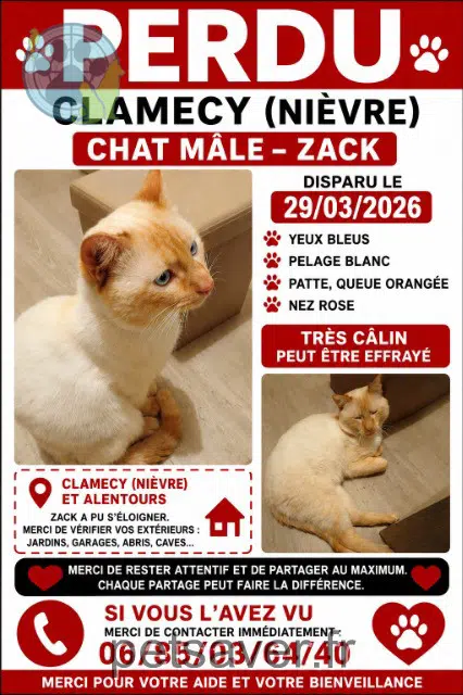 chat lost   58500 Clamecy Zack