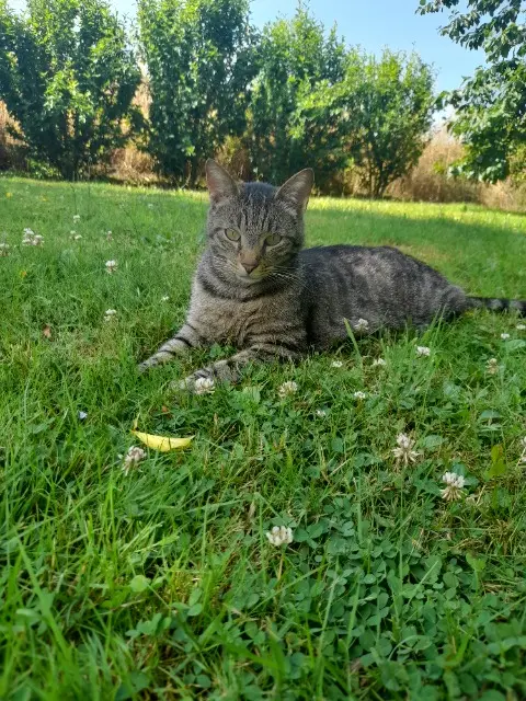 chat lost   58700 Prémery Zouzou