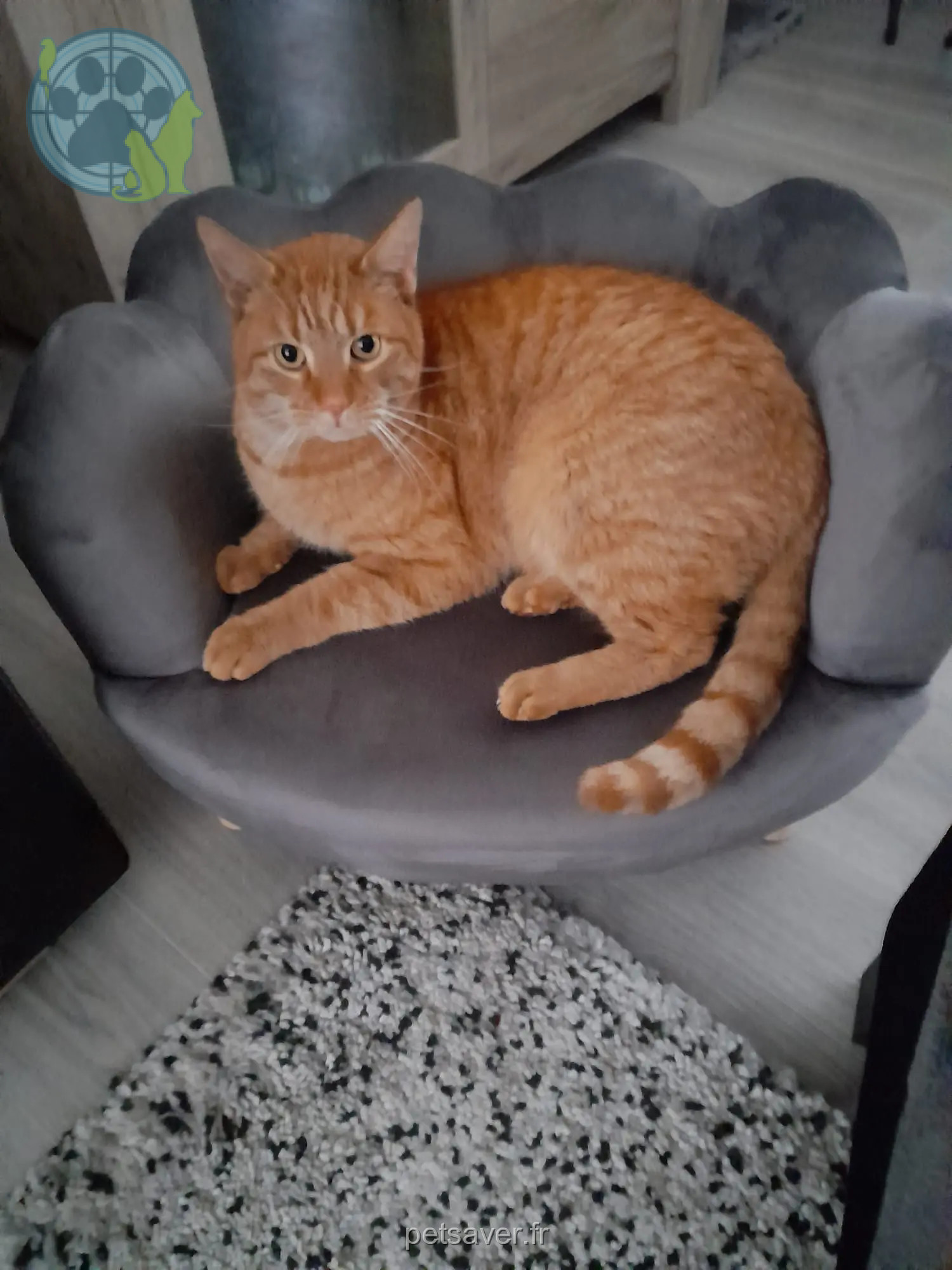 Chat Perdu 41 Loir-et-Cher - Bowie Chat Perdu 41 Loir-et-Cher - Bowie