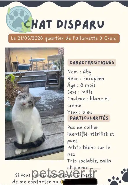cat lost 59170 Croix Aby cat lost 59170 Croix Aby