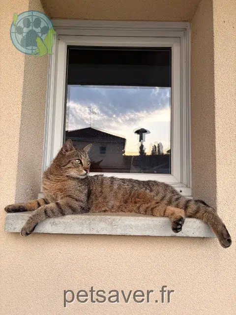 chat lost 59178 Hasnon Aino