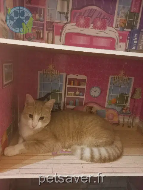 chat lost 59830 Louvil Ajax