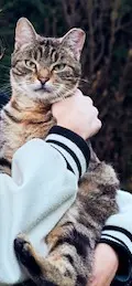 chat lost   59830 Bouvines Albus